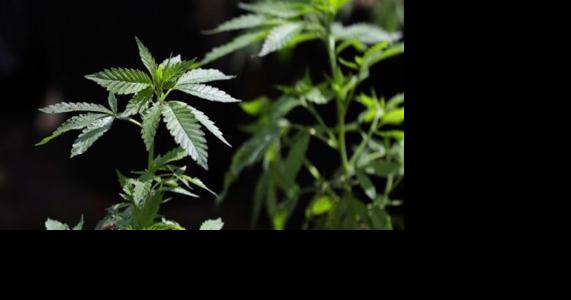 Medical cannabis commission gets new board chair - Vimarsana News