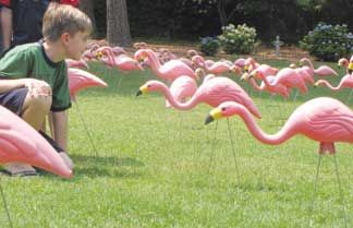 Residents getting 'flocked' for breast-cancer research