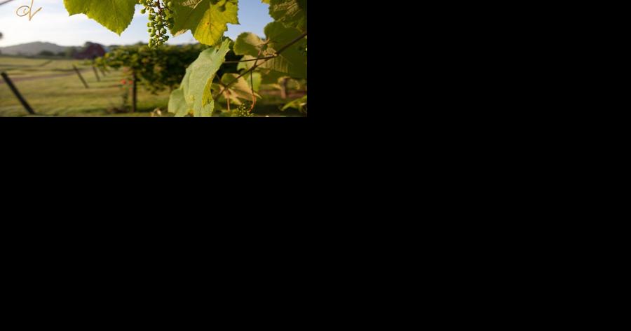 Wineries are 'cropping up' all over Georgia - Vimarsana News