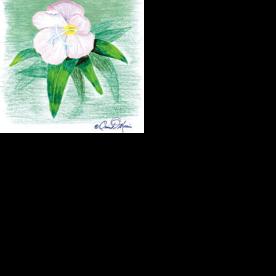 MORRIS: South's showy evening primrose blooms in the morning - Vimarsana News