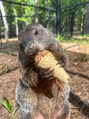 Groundhog Day ‘26: What will General Beauregard Lee predict?