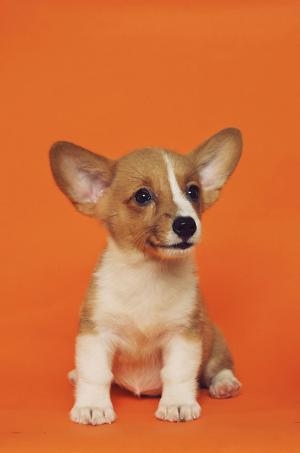 Pet Fire Safety Day event planned at North Mt. Carmel