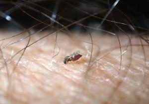 Ouch! What just bit me?
