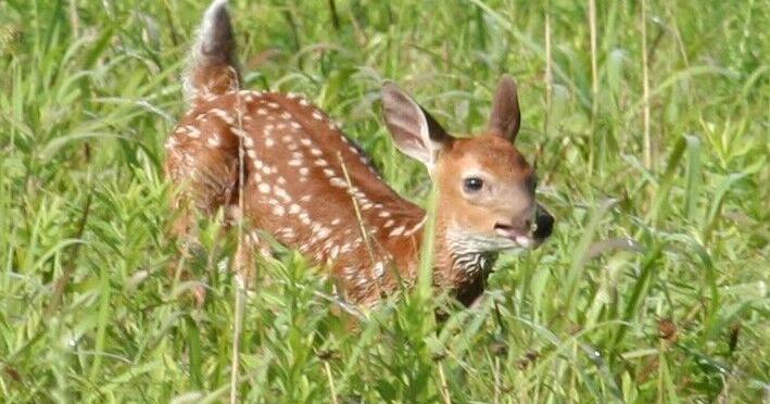 Georgia Department of Natural Resources: Leave young wildlife where you find it - Vimarsana News