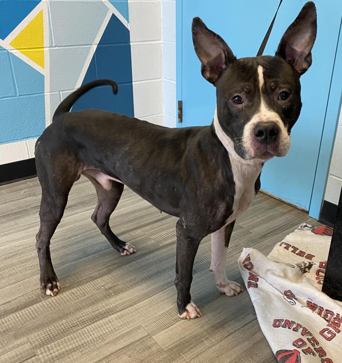 PHOTOS: These cats and dogs are available for adoption in Henry County | Features PHOTOS: These cats and dogs are available for adoption in Henry County | Features
