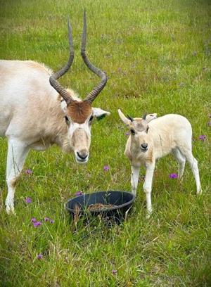 Endangered species arrive at Georgia Safari Conservation Park