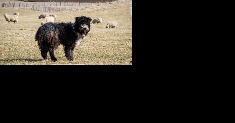 Meet the shaggy, isolated closest living relative of a now extinct dog breed - Vimarsana News