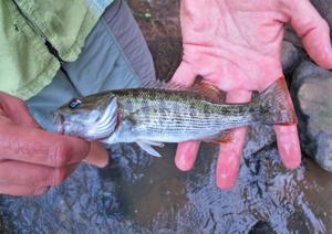 Reeling in history: UGA documents two new species of bass