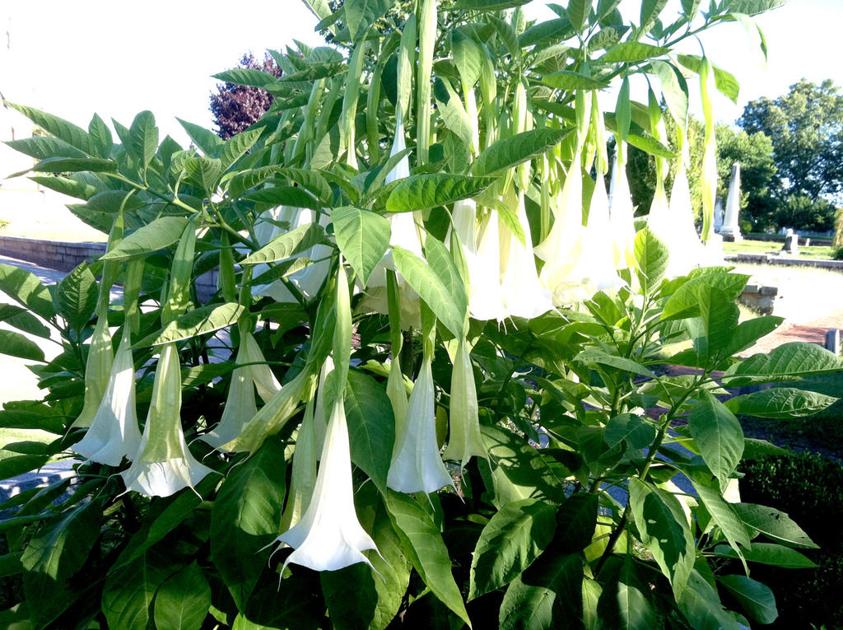 Consumers Q S Gulf Fritillary Butterfly And Angel S Trumpets