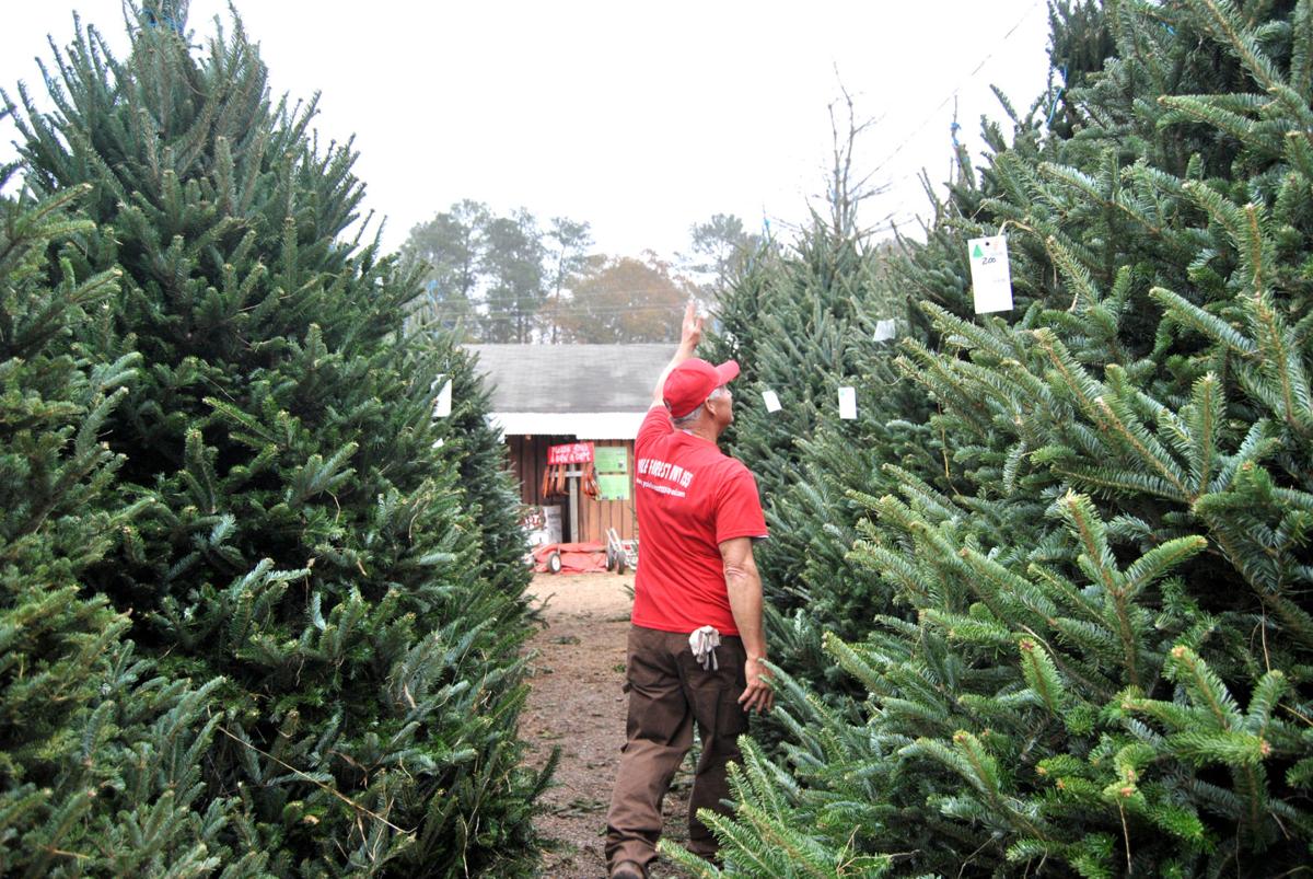 Keep Christmas Tree Healthy Safe Through Holiday Season Features Henryherald Com