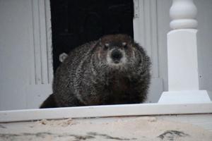 Beau sees his shadow and predicts six more weeks of winter