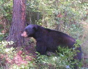 Nature called — it wants you to pick up your trash and be 'BearWise'