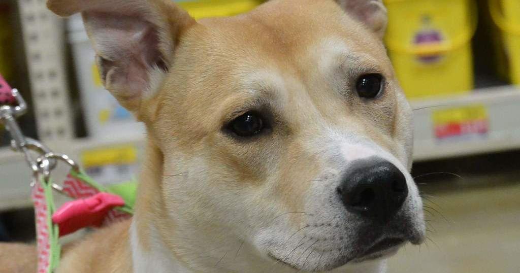 Stray bird shot causes injuries to family dog | News | henryherald.com