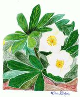 MORRIS: The Christmas Rose dispels our darkness