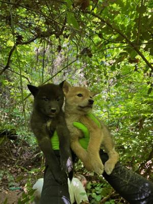 What you should know during coyote puppy season