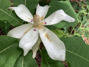 Mystery Plant:  Bigleaf magnolia, Magnolia macrophylla