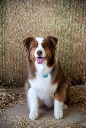 2026 Georgia Farm Dog is from Morgan County