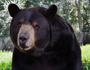 Bye Baloo: Noah’s Ark Animal Sanctuary Says Goodbye to Beloved Bear