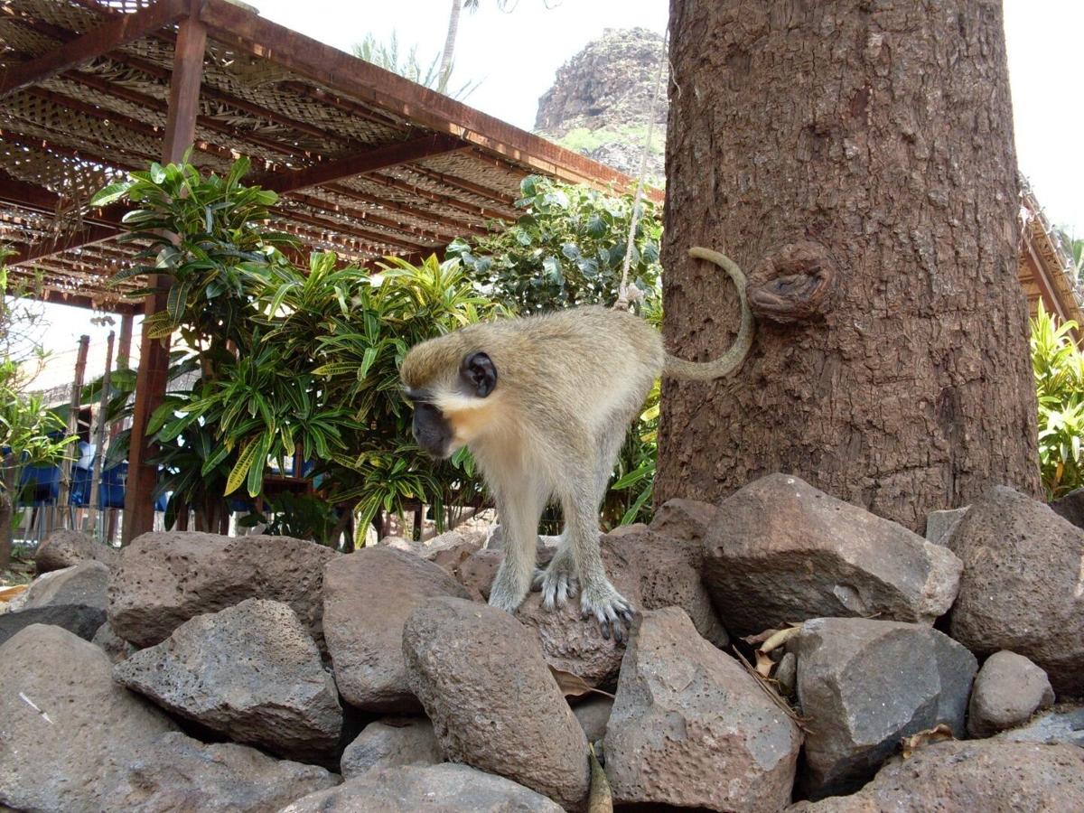 Monkeys Filmed Working Together To Save A Juvenile From A Boa Constrictor News Henryherald Com