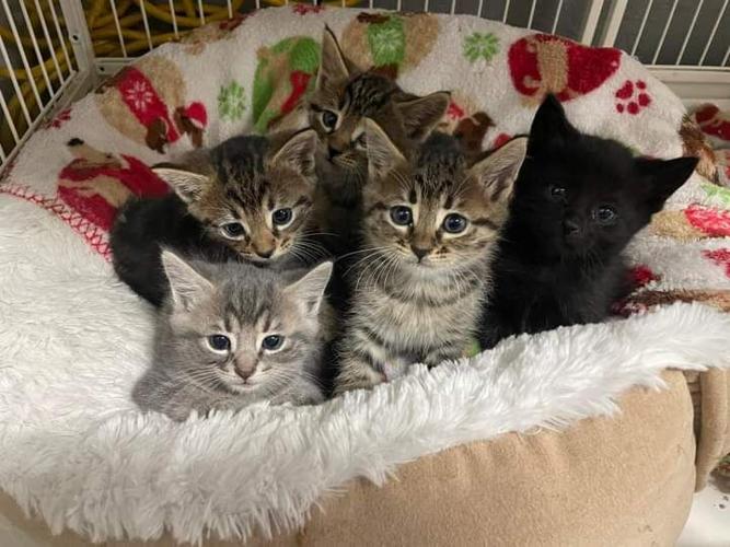 McDonough firefighters rescue kittens from storm drain | Henry News ...