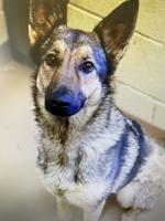 Stray dog rescued by Clayton County Animal Control promoted to K9 police dog