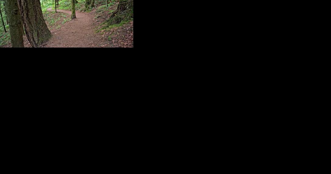 New guide offers income tax insights for forest landowners - Vimarsana News