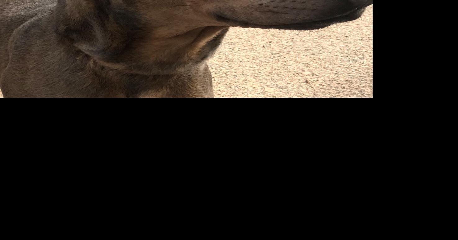 Pet of the Week — Granite | Features | henryherald.com