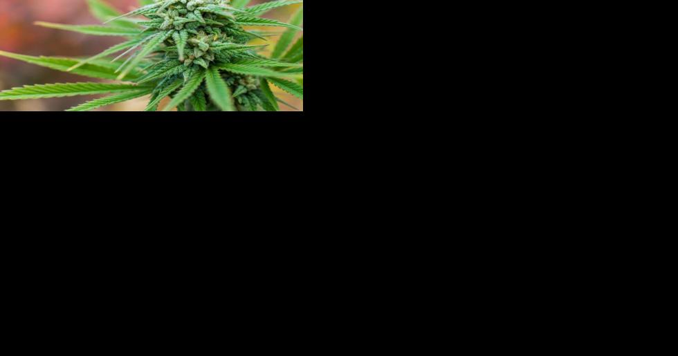 New cannabis oil bills clear legislative committees - Vimarsana News