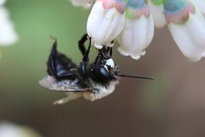 Wild bees crucial to Georgia’s blueberry success