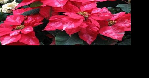 Keep holiday gift plants beautiful all year - Vimarsana News