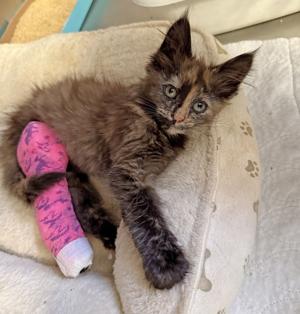 Pet abandonments are a troubling animal welfare trend