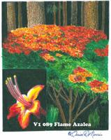 MORRIS: Flame azalea is a reminder of Moses' 'burning bush'