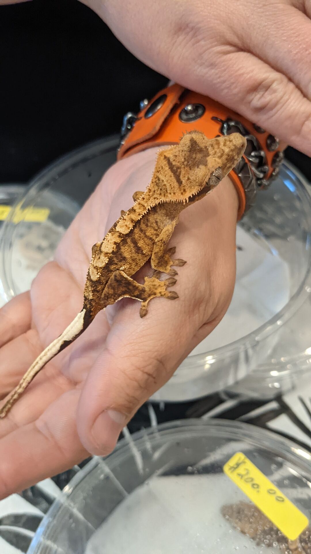 The West Virginia Reptile Expo is coming to downtown Huntington Sunday