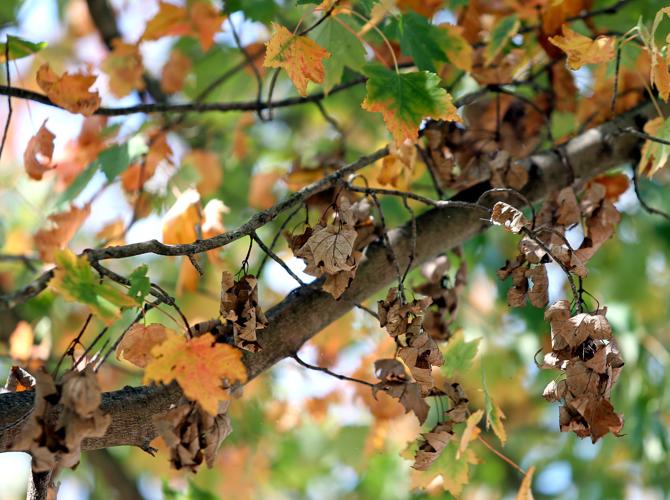 Abnormally dry conditions affect beginning of fall foliage season in WV ...