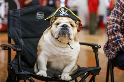 20241015_hd_babydog