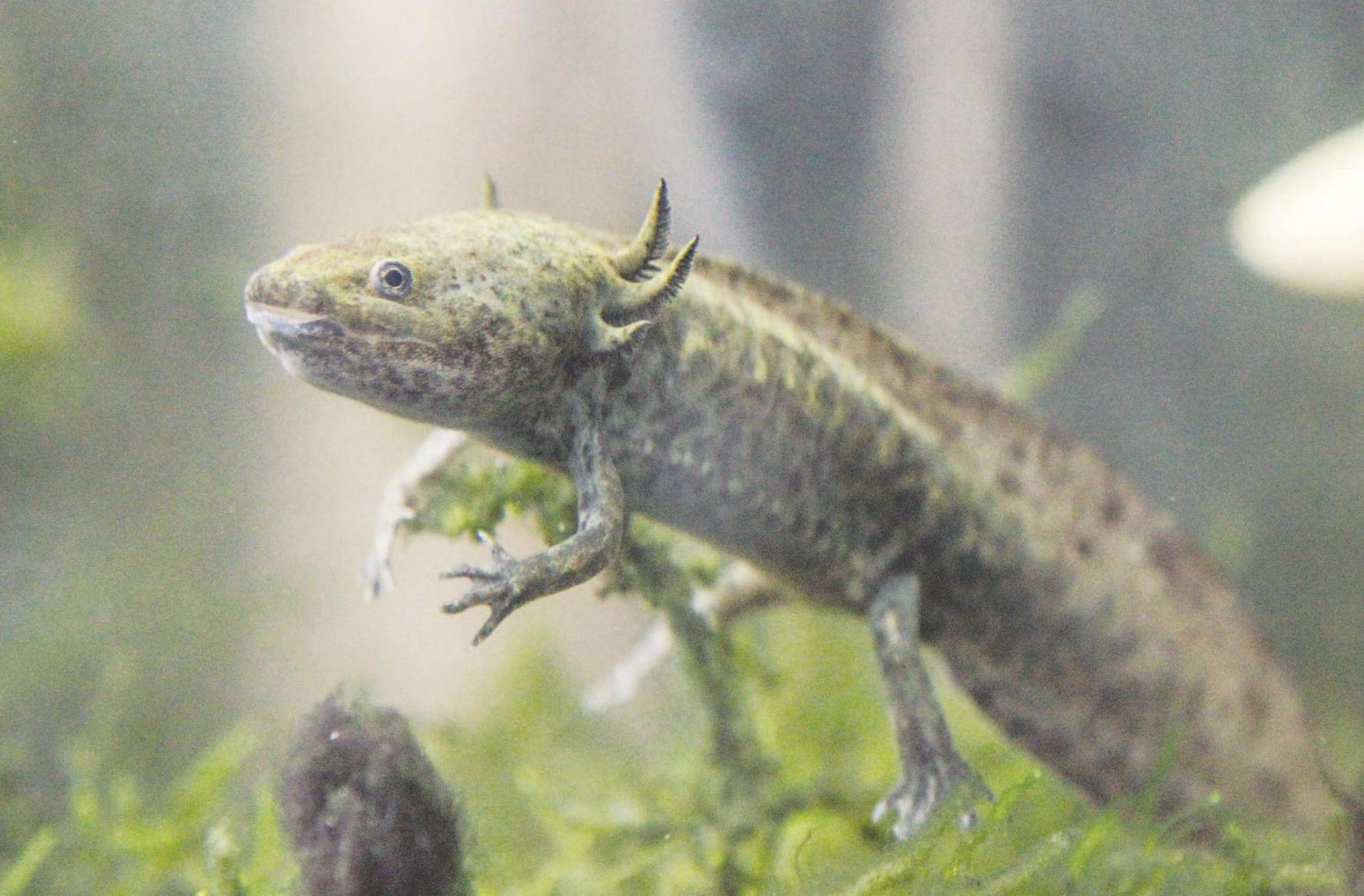 Huntington Museum Of Art Boasts Scientific Marvel Herald Dispatch Com