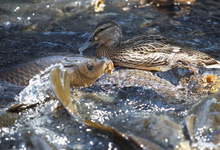 Gallery National Marina Day at Beech Fork Marina Photos News