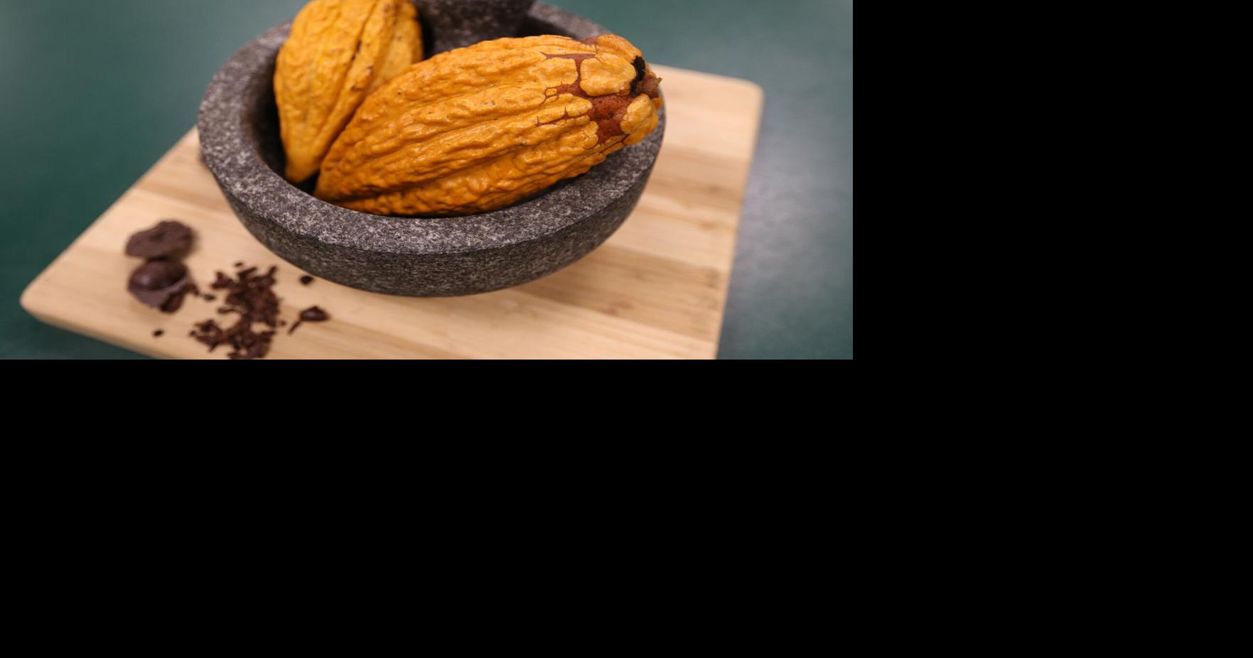 HMA harvests cacoa seeds in December | | herald-dispatch.com