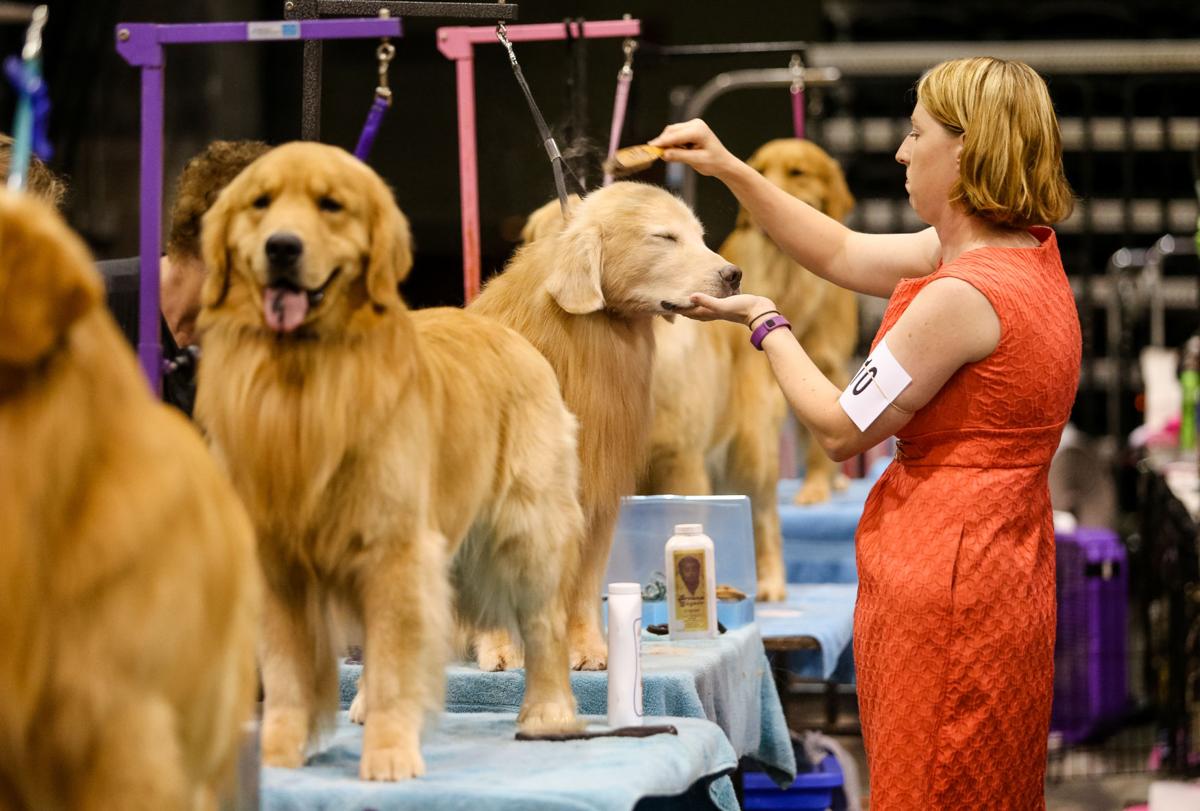 Photos Huntington Kennel Club's 99th American Kennel Club dog show