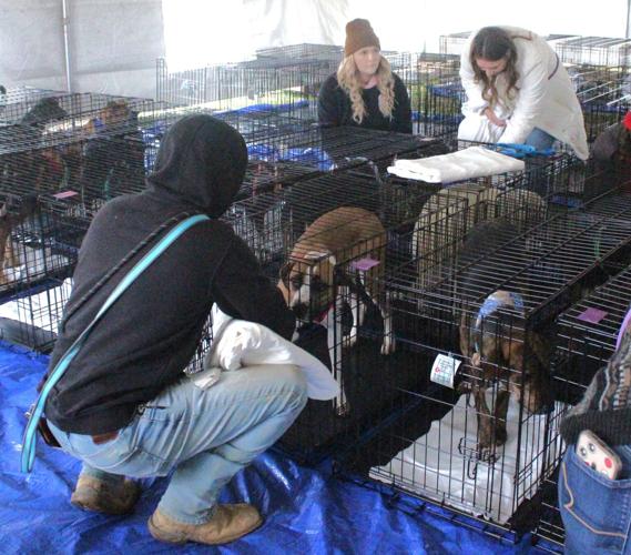 Dogs find forever homes at multi-shelter adoption event | Putnam News ...