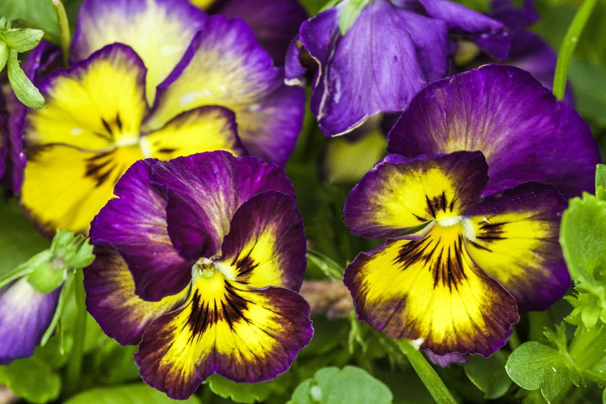 Hardy spring flowers add early color to gardens Hdhomes herald