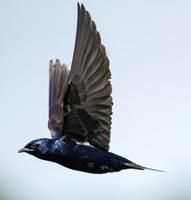 First purple martin of the season spotted in West Virginia