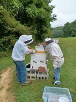 Ƶ Department of Agriculture reports record decline among honeybee population