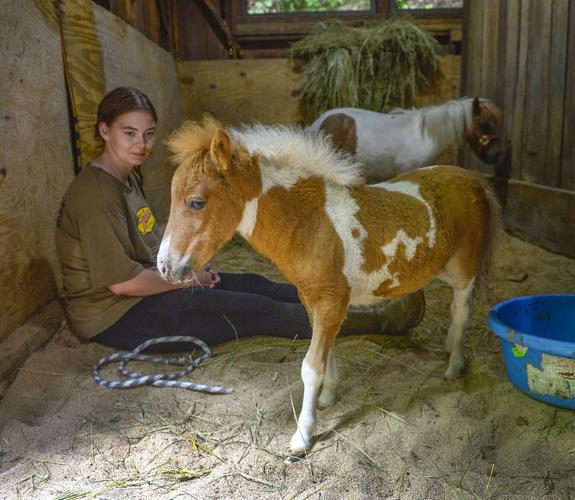 After long hiatus, horses are back at Kanawha State Forest | News ...