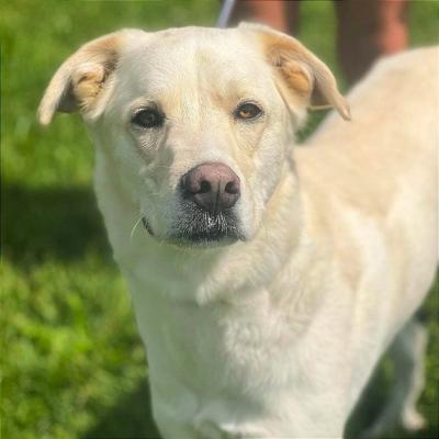 Adopt a pet Major