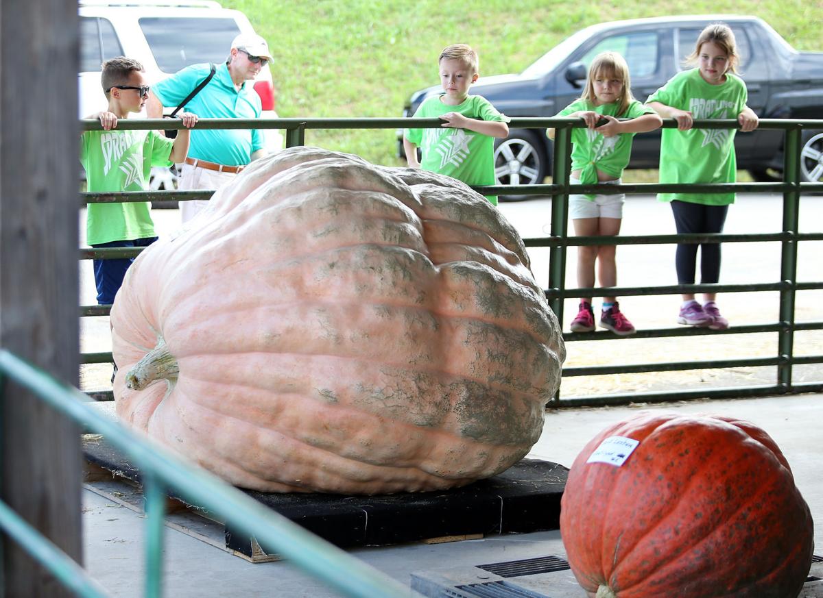 Though Fall Festivals Were Squashed Growers Raised Giant Pumpkins Anyway News Herald Dispatch Com
