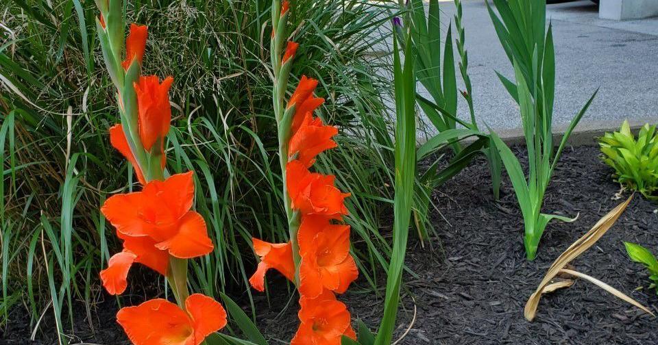 Good 2 Grow: ‘Glad' to welcome a new flower to the garden