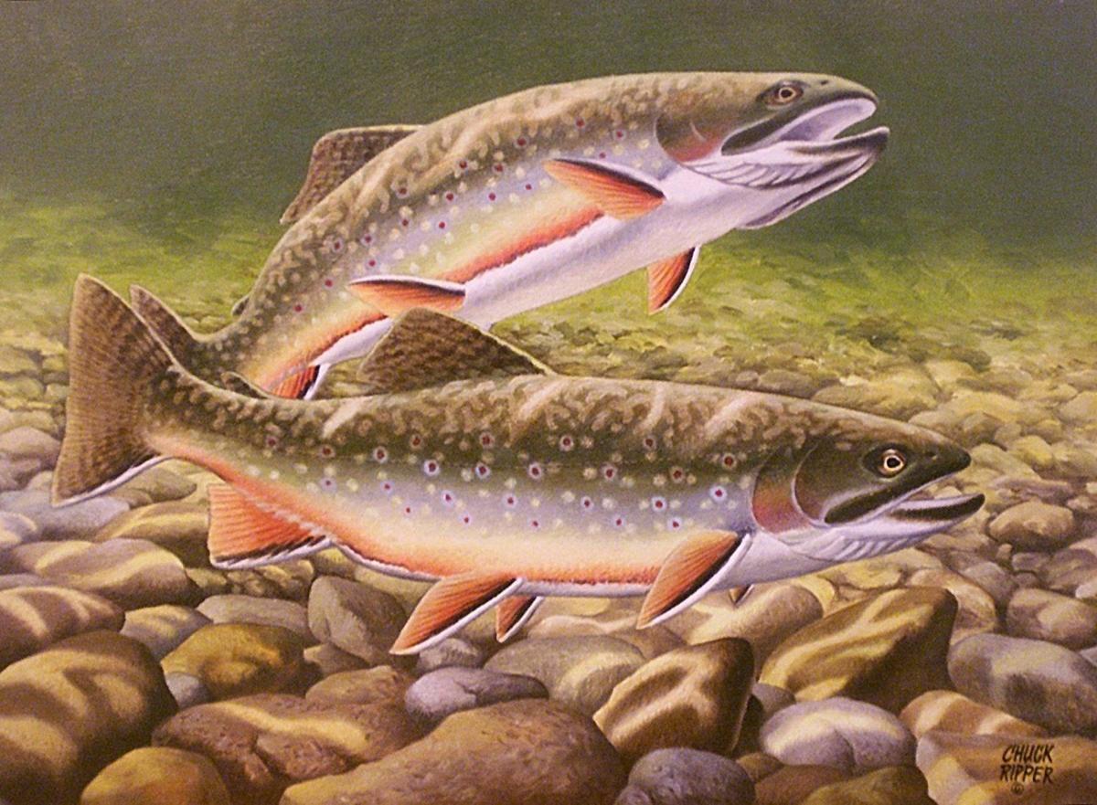 Gallery Wildlife artist Chuck Ripper Features/Entertainment herald