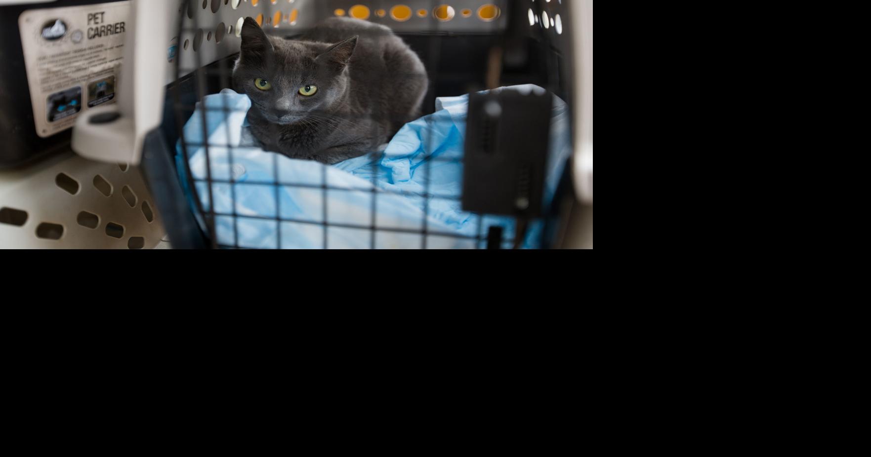 One By One, Petco Love to offer free vaccines for pets of Harmony House clients