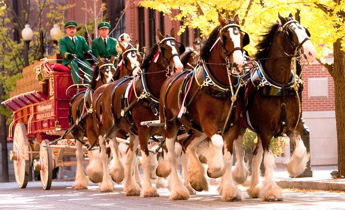 World famous Budweiser Clydesdales will be tailgating, then parading